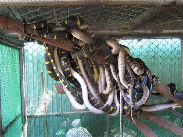 Перед черным вторником