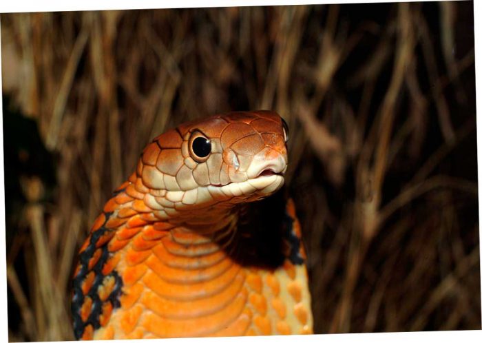 Королевская кобра