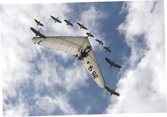 Полёт птенцов