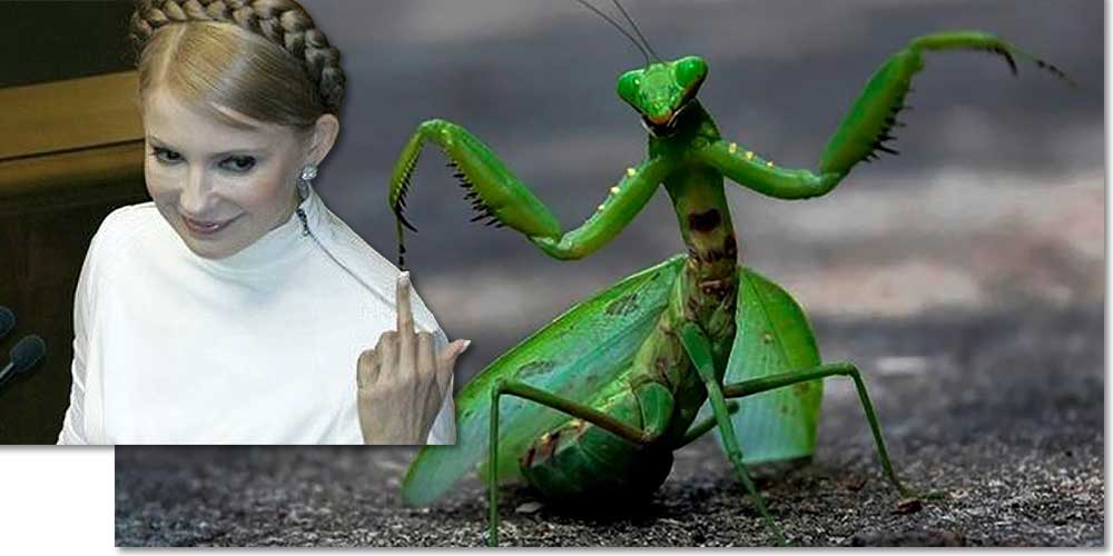 Тимошенко посоветовала Зеленскому